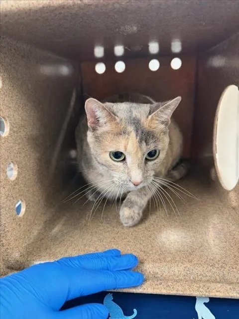 An adult medium-sized female Domestic Short Hair cat named Toasty for adoption in Woodland, CA