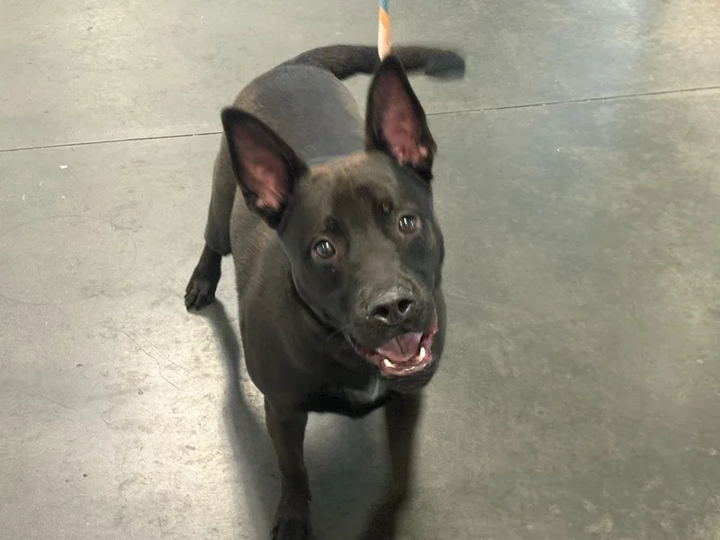 A young medium-sized male Labrador Retriever dog named Tucker for adoption in Chatsworth, CA