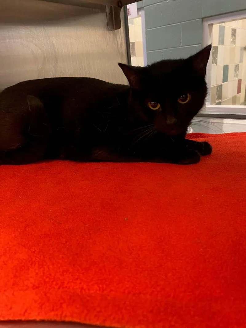 An adult medium-sized female Domestic Short Hair cat named Evie A for adoption in Plano, TX