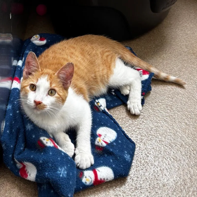 A baby medium-sized male Orange / Red Domestic Short Hair cat named Dexter for adoption in Corpus Christi, TX