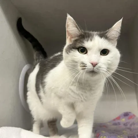 An adult large-sized female Domestic Short Hair cat named Katie for adoption in Dayton, OH