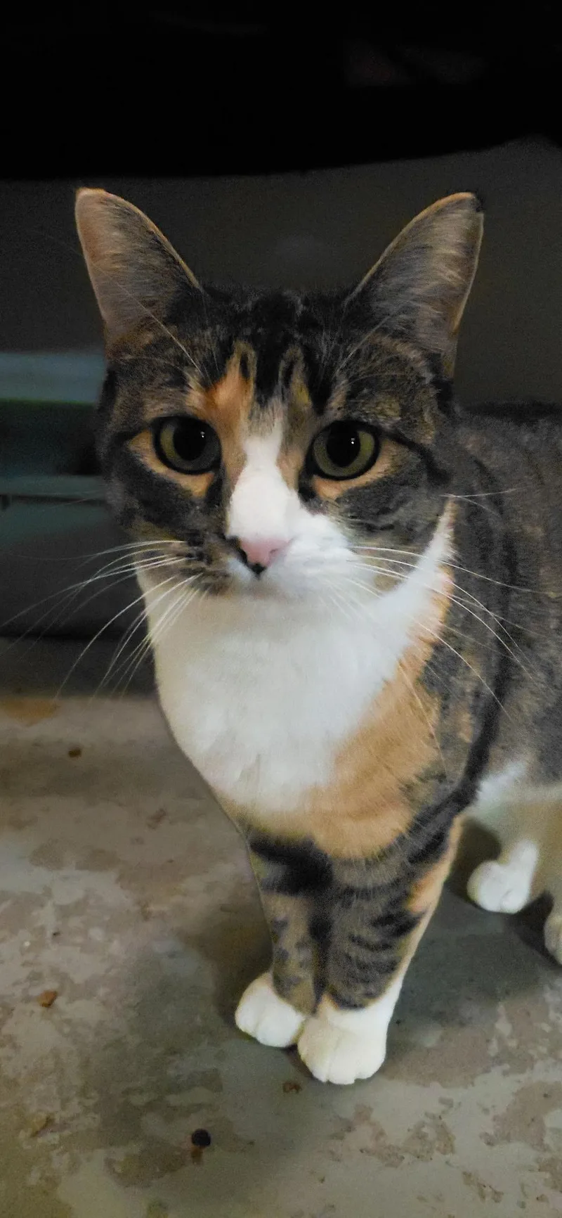 An adult large-sized female Domestic Short Hair cat named Stormie for adoption in Billings, MT