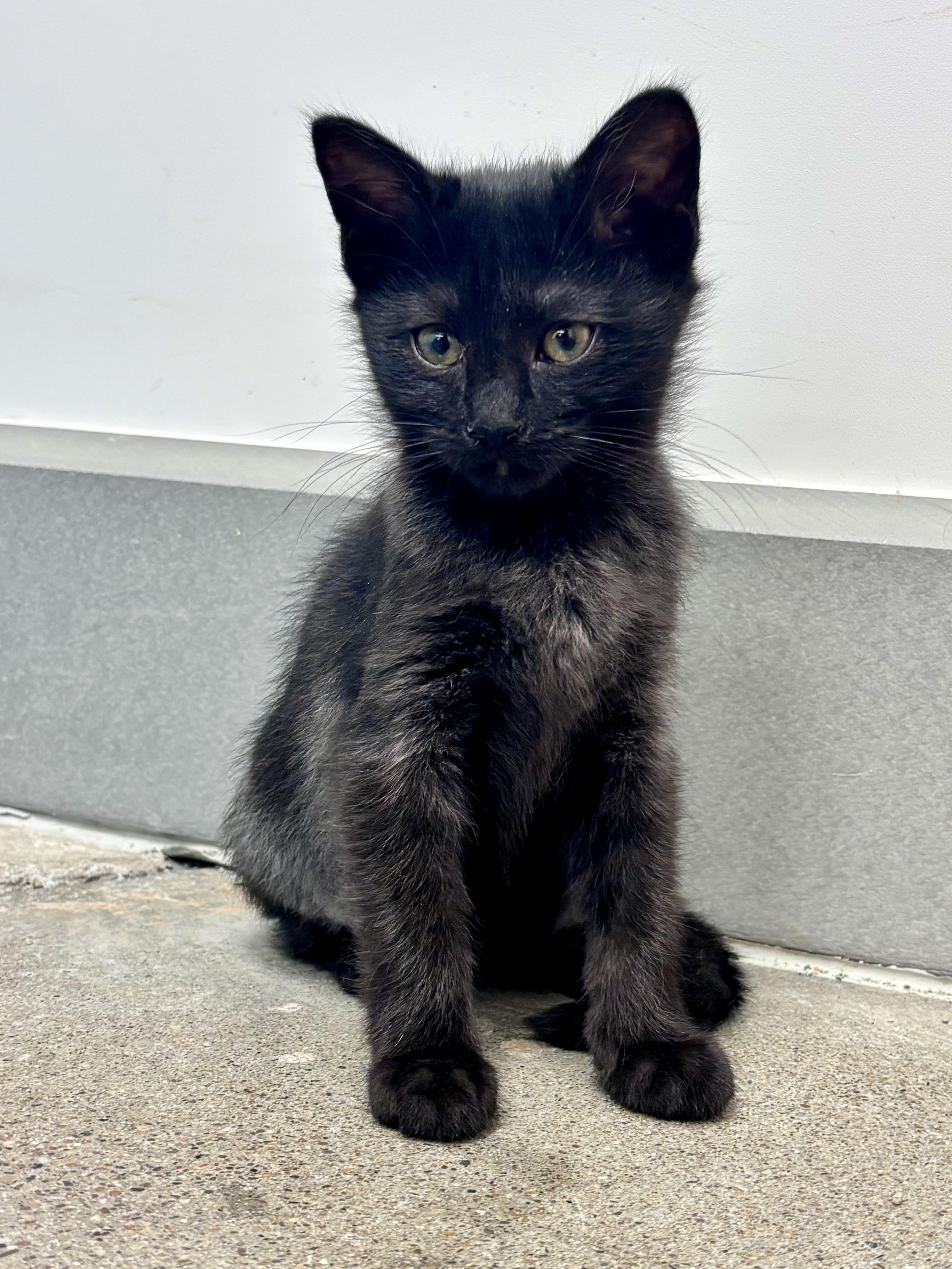 A baby small-sized female Black Domestic Medium Hair cat named Rory for adoption in Woodlawn, TN