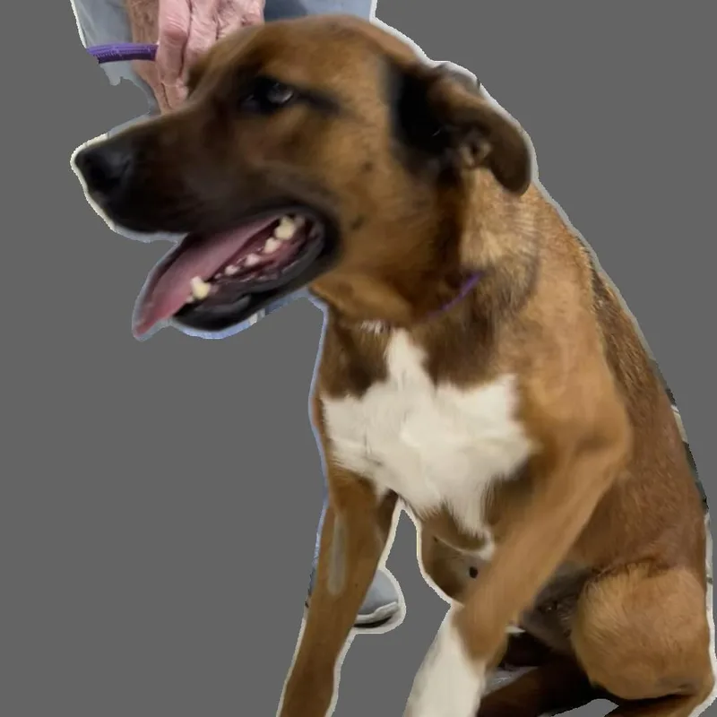 Adolis thumbnail 2