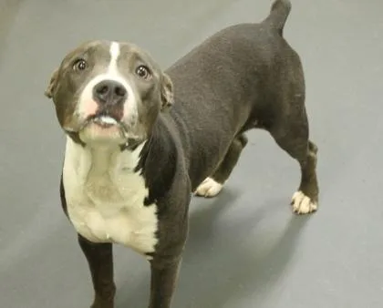 A young medium-sized male Terrier dog named Ichabod for adoption in Picayune, MS