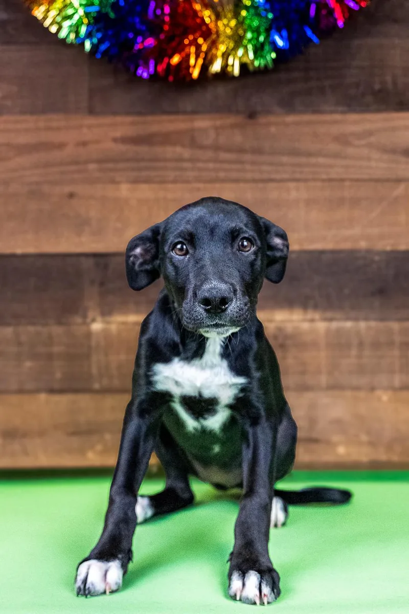 A baby medium-sized female Labrador Retriever dog named 467-26 for adoption in Brighton, CO