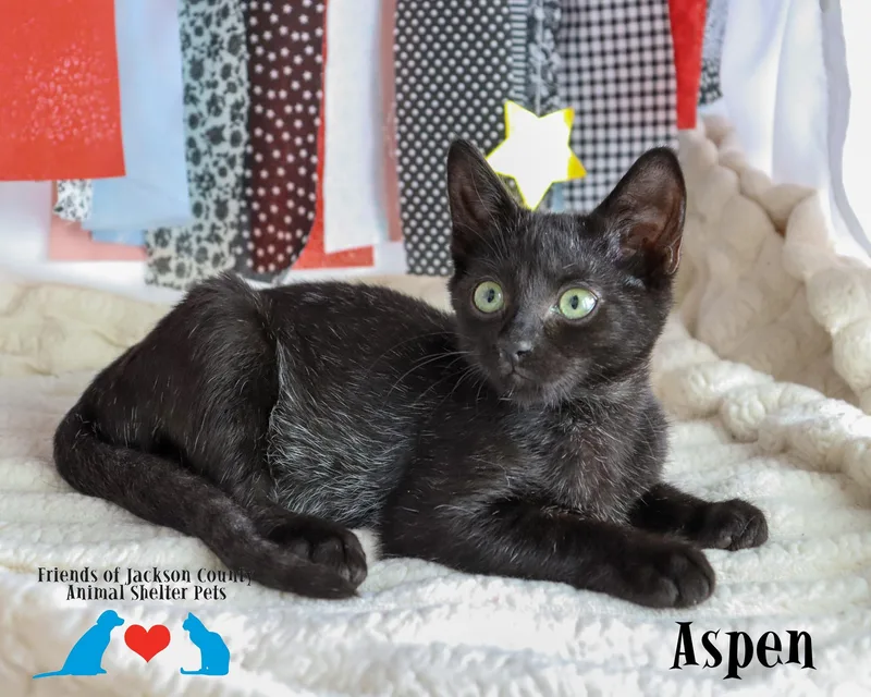 A baby small-sized female Domestic Short Hair cat named Aspen for adoption in Ocean Springs, MS