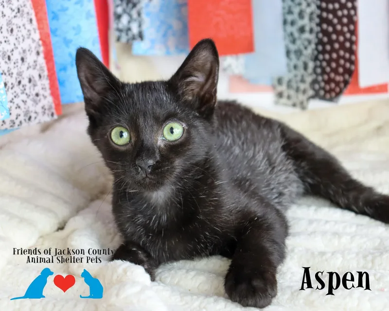 Aspen thumbnail 2