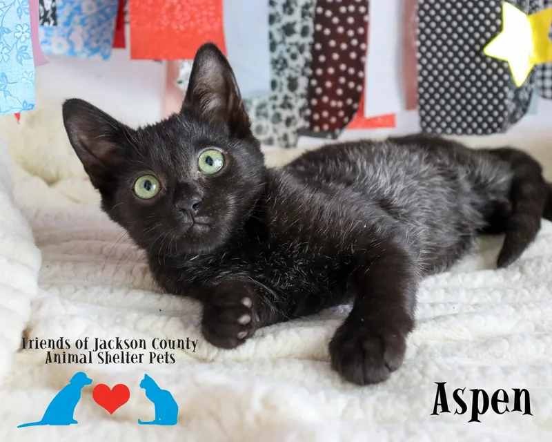 Aspen thumbnail 3