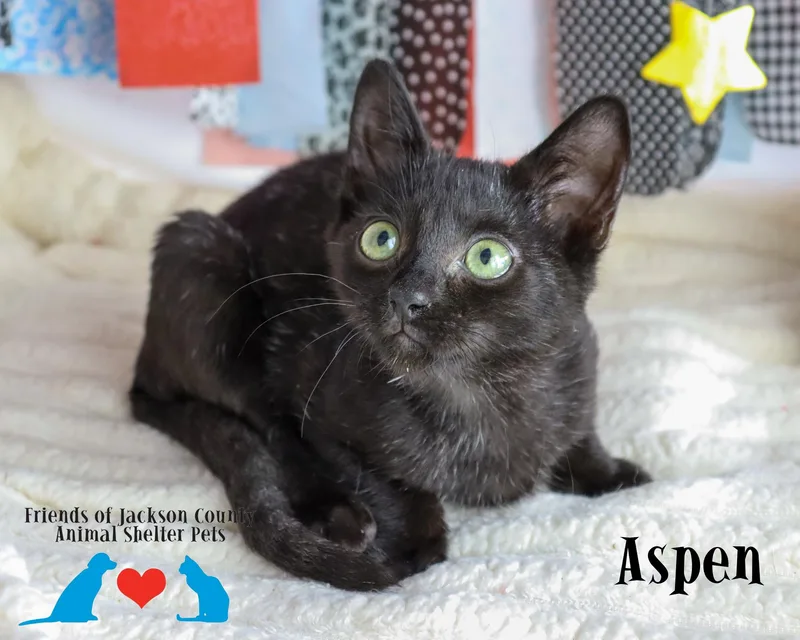 Aspen thumbnail 4