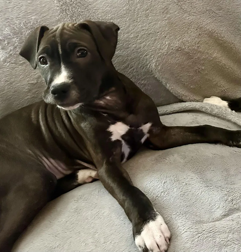 Tiramisu thumbnail 2