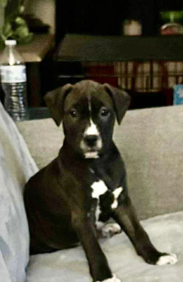 Tiramisu thumbnail 3