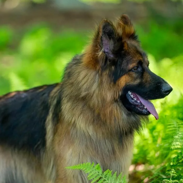 An adult large-sized male Black German Shepherd Dog dog named Hawk for adoption in New Ringgold, PA