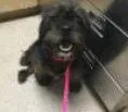 An adult small-sized male Poodle dog named Jimmy for adoption in Thompson Falls, MT