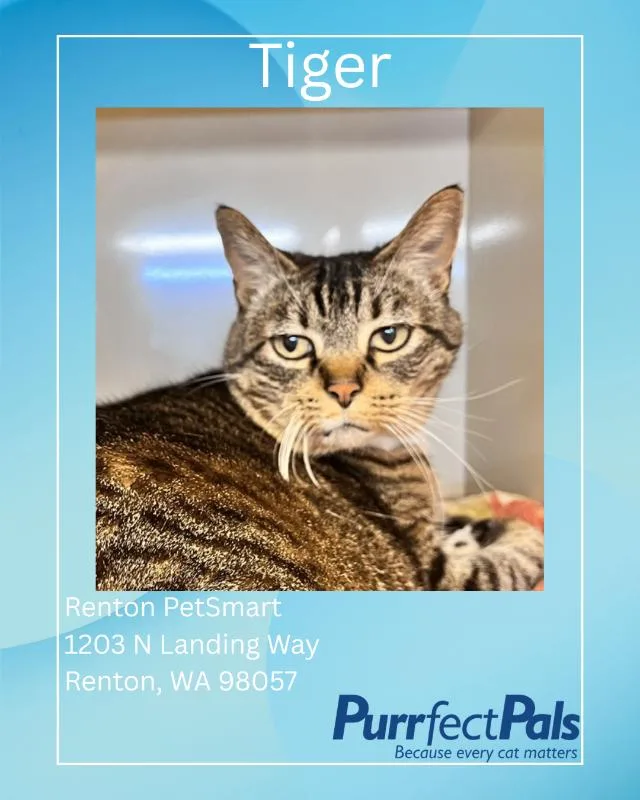 A senior medium-sized female Tabby (Brown / Chocolate) Domestic Short Hair cat named Tiger for adoption in Arlington, WA