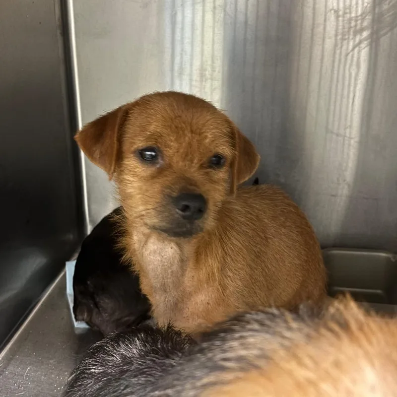 An adult small-sized male Mixed Breed dog named Caillou for adoption in Corbin, KY