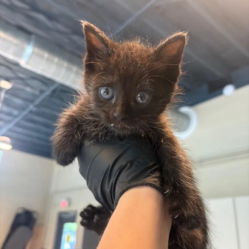 A baby small-sized male Black Domestic Short Hair cat named Harrison for adoption in Huntington, WV