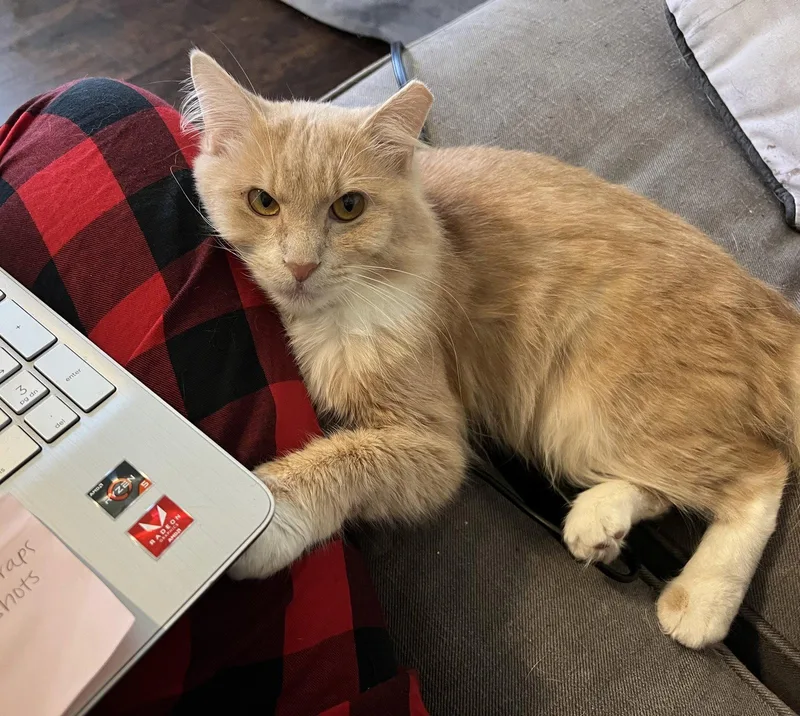 A young medium-sized male Orange & White Domestic Short Hair cat named Tj for adoption in Nashville, TN