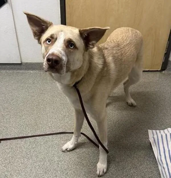 A young large-sized male Shepherd dog named San for adoption in Escondido, CA
