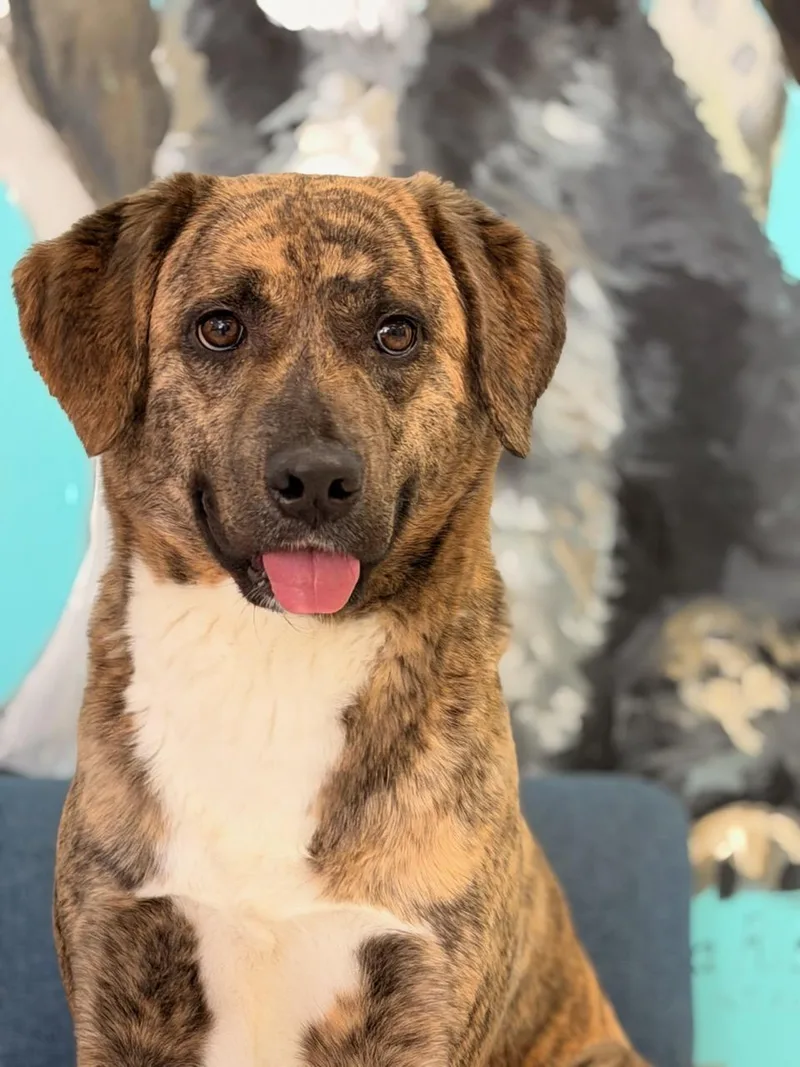 An adult medium-sized female Brindle Labrador Retriever dog named Savannah for adoption in Phoenix, AZ