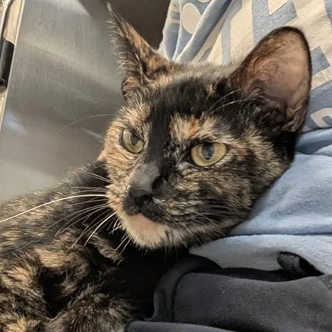 A young medium-sized female Domestic Short Hair cat named Aries for adoption in Houston, TX