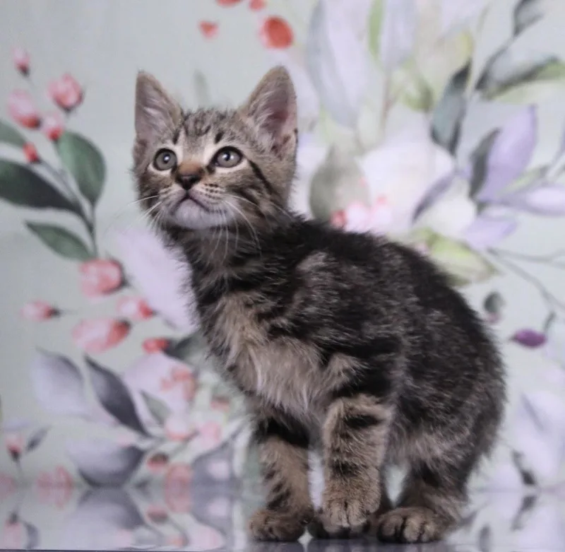 A baby medium-sized male Tabby (Gray / Blue / Silver) Domestic Short Hair cat named Bagel for adoption in Tuscaloosa, AL