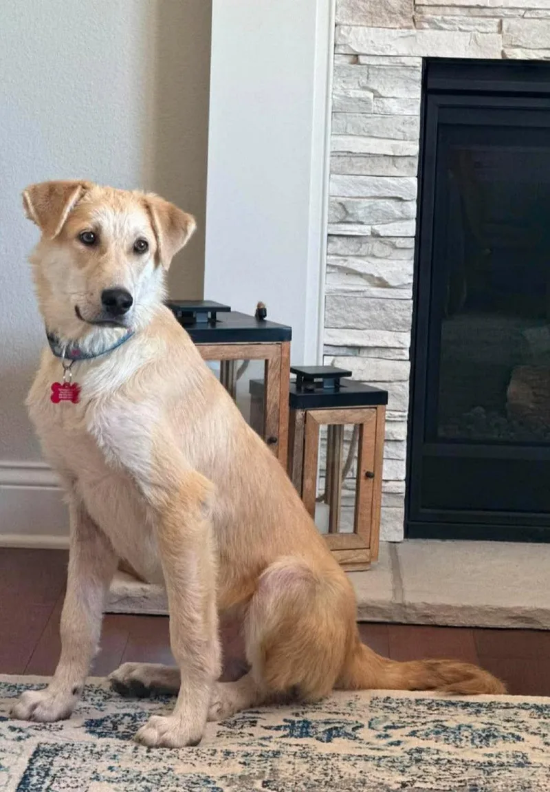 A baby medium-sized male Collie dog named John Snow for adoption in Grafton, WI