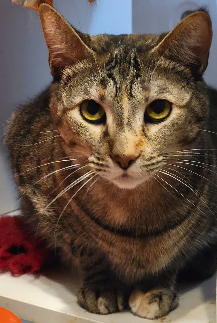 Clover Molly thumbnail 2