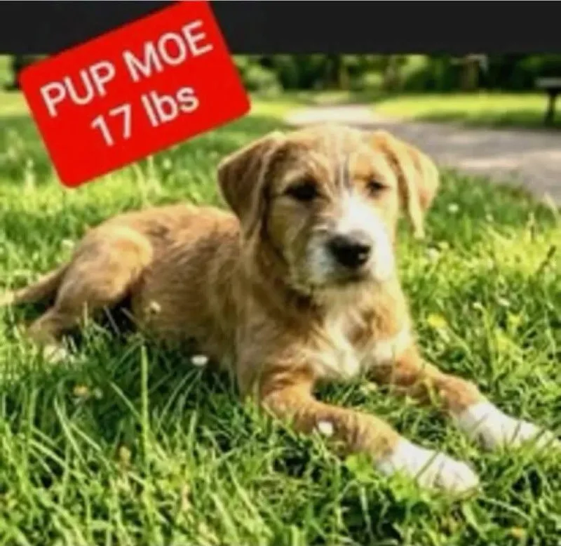 Moe thumbnail 4