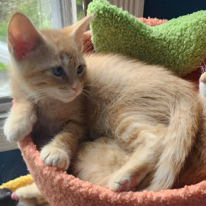 A baby small-sized male Orange / Red Domestic Short Hair cat named Francis for adoption in Plainfield, IL