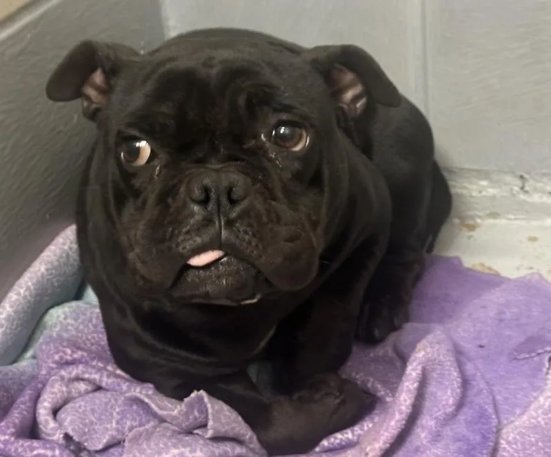 An adult small-sized female Black Pug dog named Pariza Blt for adoption in Missouri City, TX
