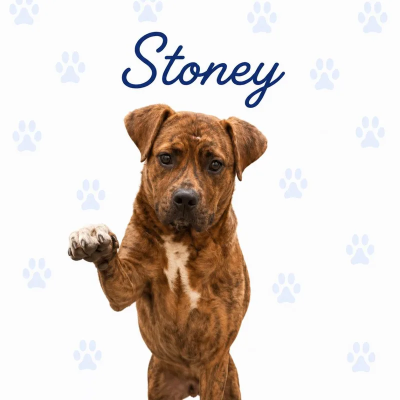 A baby medium-sized female Brindle Mixed Breed dog named Stoney for adoption in Memphis, TN