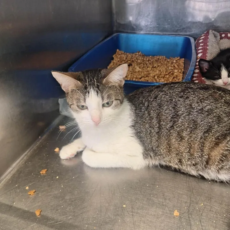 A young medium-sized female White Domestic Short Hair cat named Bunny for adoption in Madill, OK