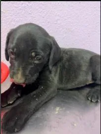 A baby small-sized male Black Pit Bull Terrier dog named 61008189 for adoption in El Paso, TX