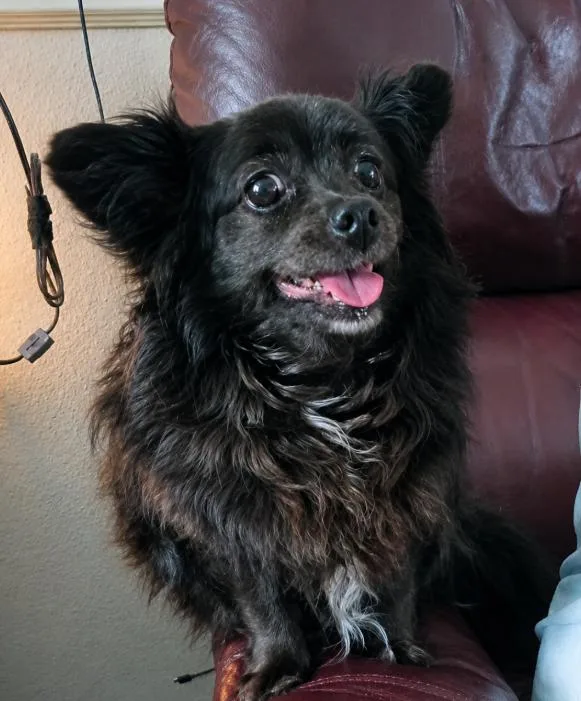 An adult small-sized female Chihuahua dog named Pickles in TX for adoption in Cranston, RI
