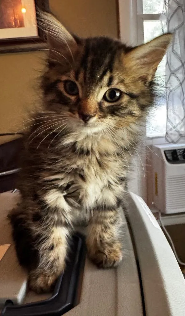 A baby medium-sized male Domestic Short Hair cat named Fluffy for adoption in Brainardsville, NY