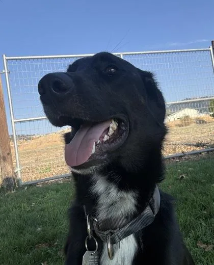 An adult medium-sized male Black Mixed Breed dog named Ivan for adoption in Roseburg, OR