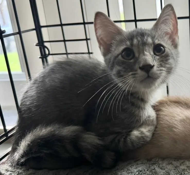 A baby small-sized female Gray / Blue / Silver Domestic Short Hair cat named Sandy for adoption in Boca Raton, FL