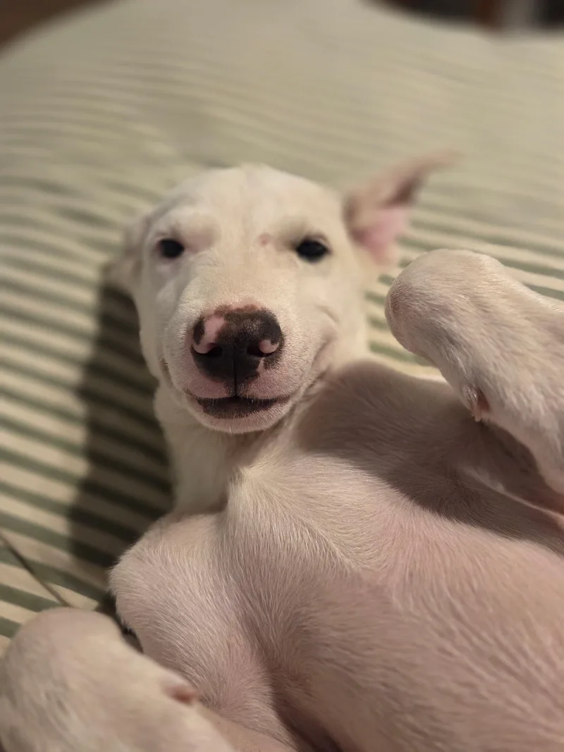 Casper thumbnail 2