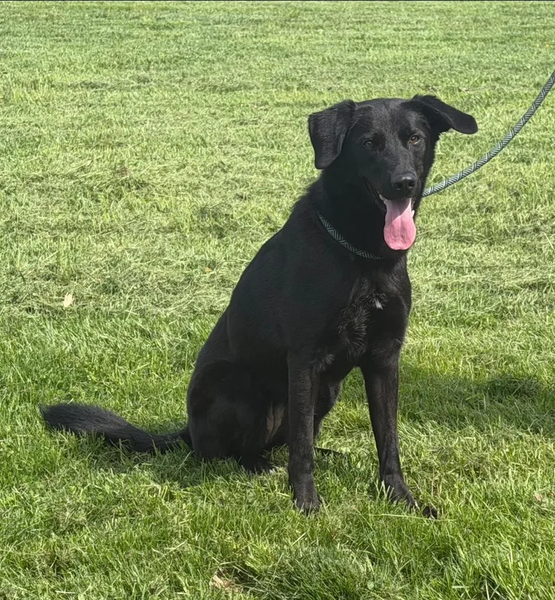 An adult medium-sized female Black Labrador Retriever dog named Winnie for adoption in Chesapeake City, MD