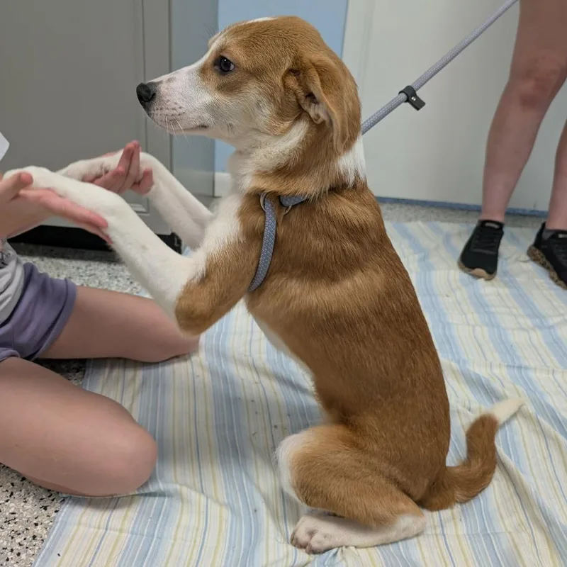 A baby small-sized female Brown / Chocolate Mixed Breed dog named Red for adoption in Winchester, TN