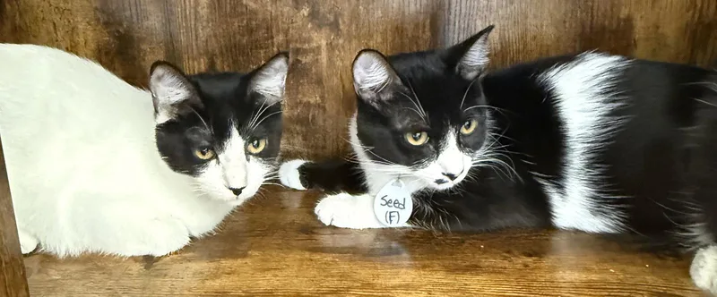 A baby medium-sized female Tuxedo cat named Seeds & Sunni for adoption in San Luis Obispo, CA