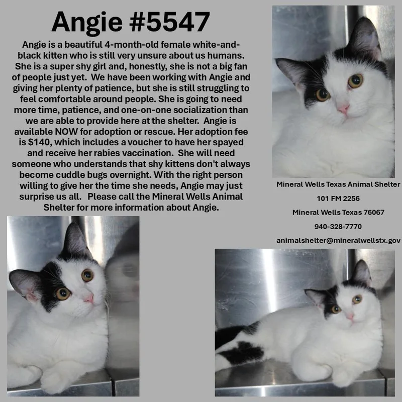 A baby small-sized female Domestic Medium Hair cat named Angie for adoption in Mineral Wells, TX