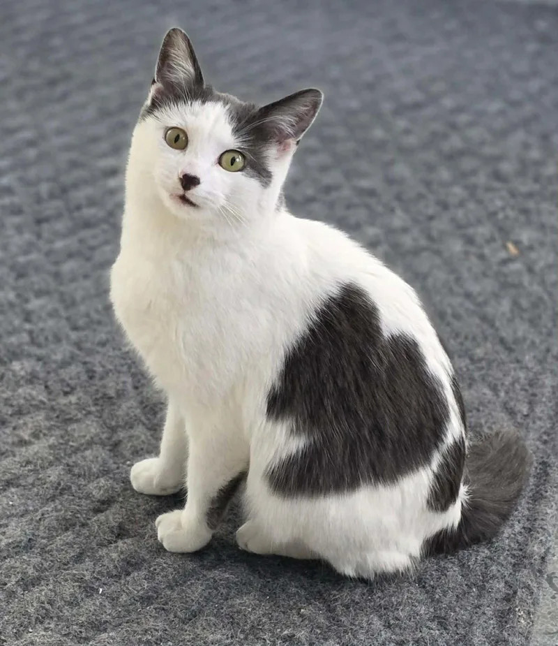 An adult medium-sized female Domestic Short Hair cat named Tulip for adoption in Woodsfield, OH