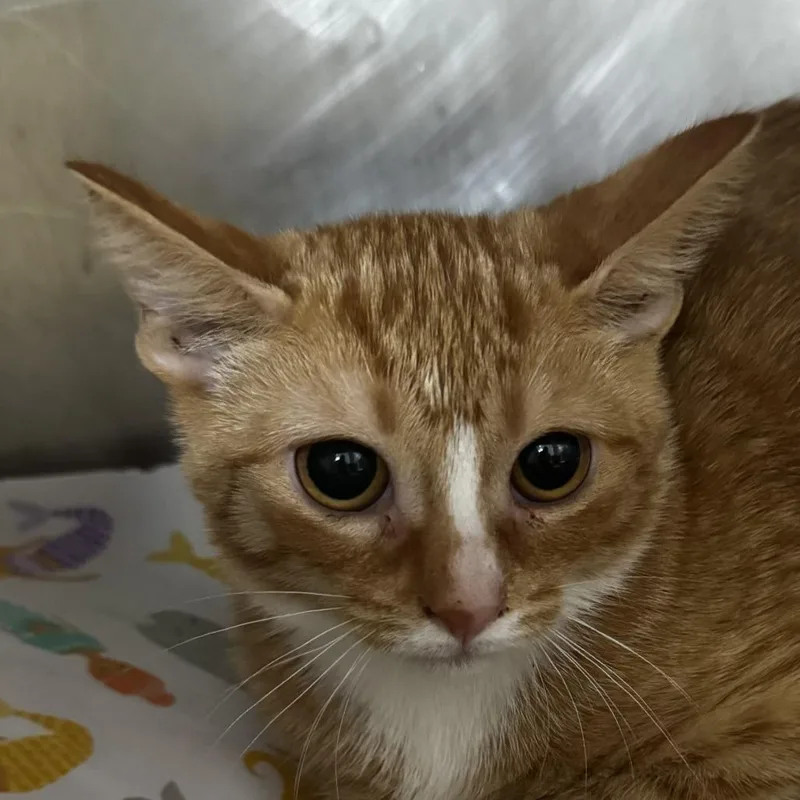 A baby small-sized male Orange / Red Domestic Short Hair cat named West for adoption in Newark, NJ