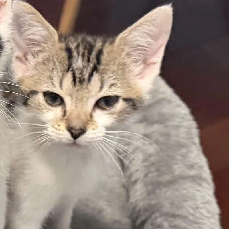 A baby small-sized female Brown / Chocolate Domestic Short Hair cat named Hermoine for adoption in Bel Air, MD