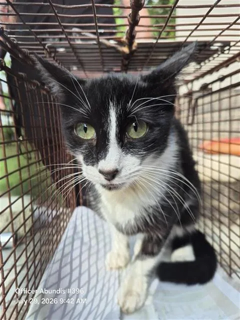 A young small-sized female Domestic Short Hair cat named Milky for adoption in San Antonio, TX