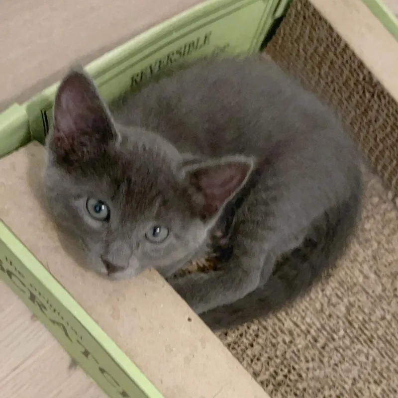 A baby small-sized male Gray / Blue / Silver Russian Blue cat named Xpert Amateur for adoption in Austin, TX