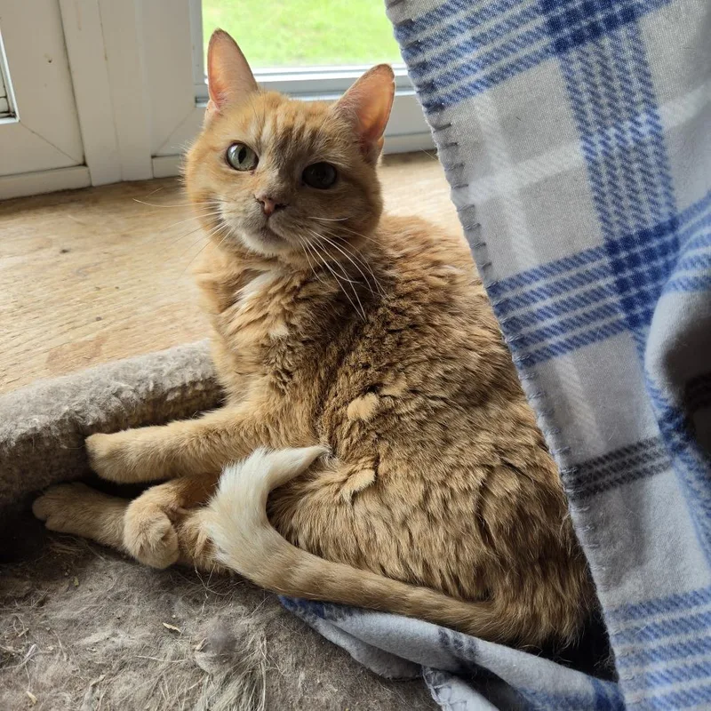 A senior medium-sized female Orange / Red Domestic Short Hair cat named Peaches for adoption in Harrisonburg, VA