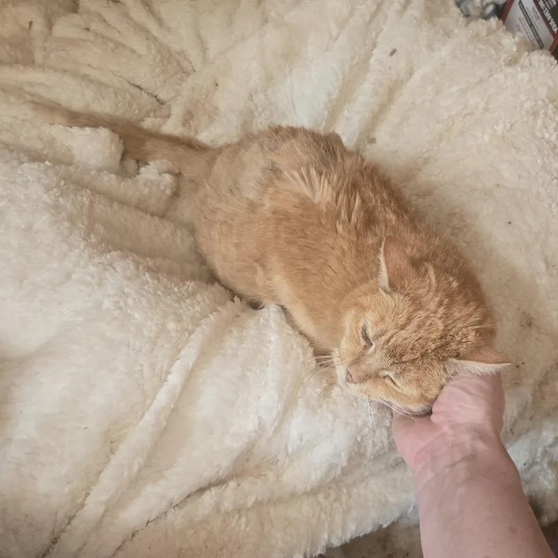 Peaches thumbnail 2